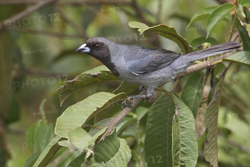 Black-faced Tanager (Schistochlamys melanopis) perched on a branch in Bolivia, South America