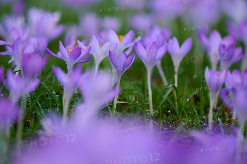 Purple crocuses in blur on green grass. Spring awakening in nature, spring, Bavaria, Germany