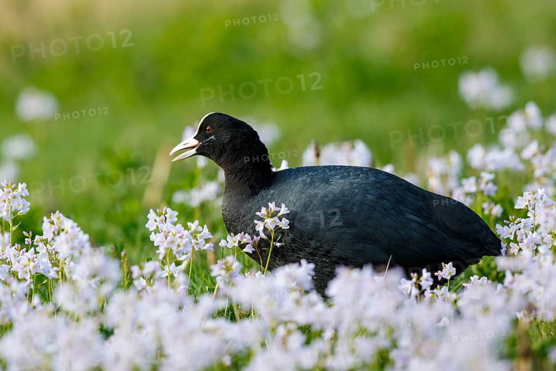 Eurasian Coot (Fulica atra), Netherlands
