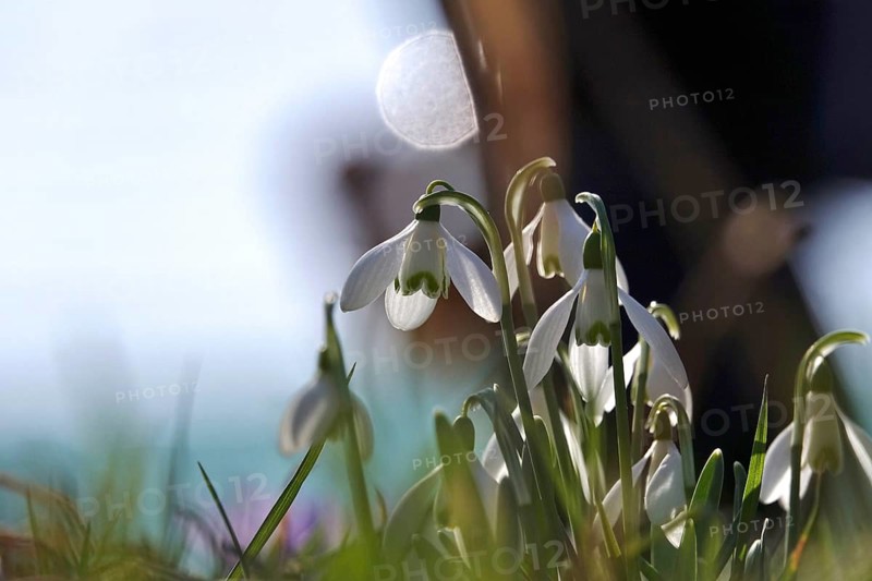 Snowdrops, winter, Germany