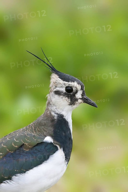 Northern Lapwing (Vanellus vanellus), Schleswig-Holstein, Germany