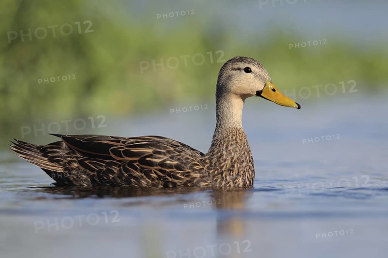 Mottled Duck (Anas fulvigula), Florida, USA