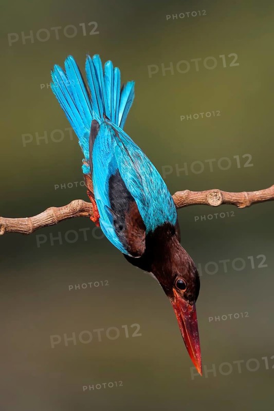 White-throated Kingfisher (Halcyon smyrnensis), Malaysia