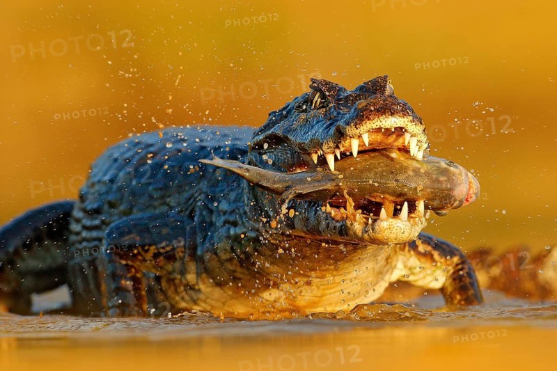 Yacare Caiman, crocodile with piranha fish in open muzzle with big teeth, Pantanal, Brazil. Detail portrait of danger reptile. Animal catch fish in river water, evening light