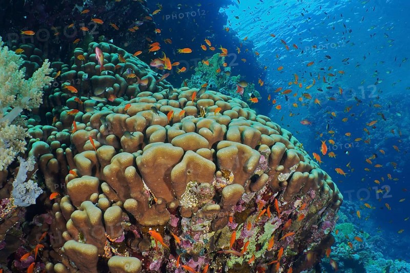 Solid pore coral (Porites solida)