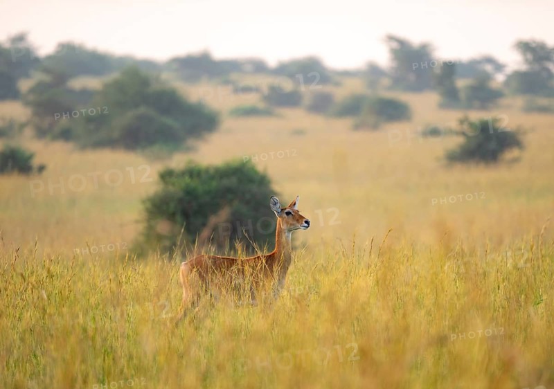 Ugandan antelope (Kobus thomasi) also known as Uganda kob, female in tall grass, Murchison Falls National Park, Uganda