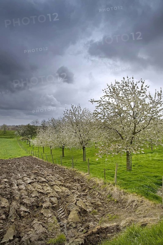 Orchard with cherry trees blossoming (Prunus avium) in spring, Haspengouw, Belgium