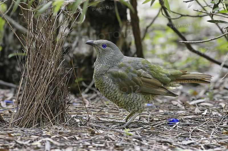 Satin Bowerbird (Ptilonorhynchus violaceus) juvenile male, Canberra, Australia