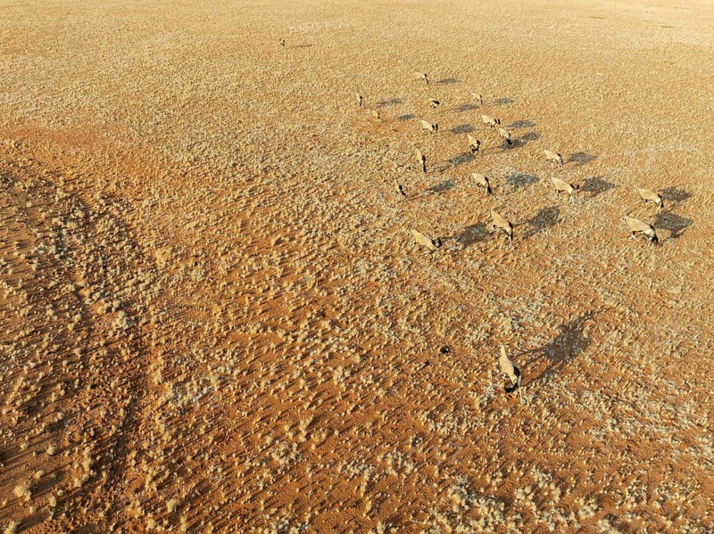 Gemsbok (Oryx gazella). Roaming an arid plain at the edge of the Namib Desert. Aerial view. Drone shot. Namibia