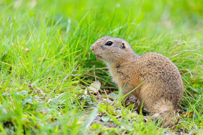 An adult ground squirrel (Spermophilus citellus) eats leaves and flowers on a cloudy day in a green meadow. Austria