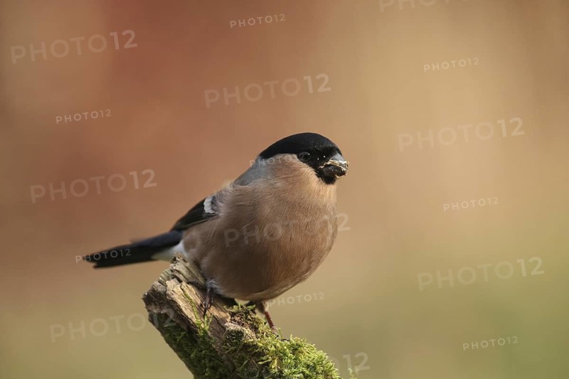 Eurasian Bullfinch (Pyrrhula pyrrhula) female, Lower Saxony, Germany