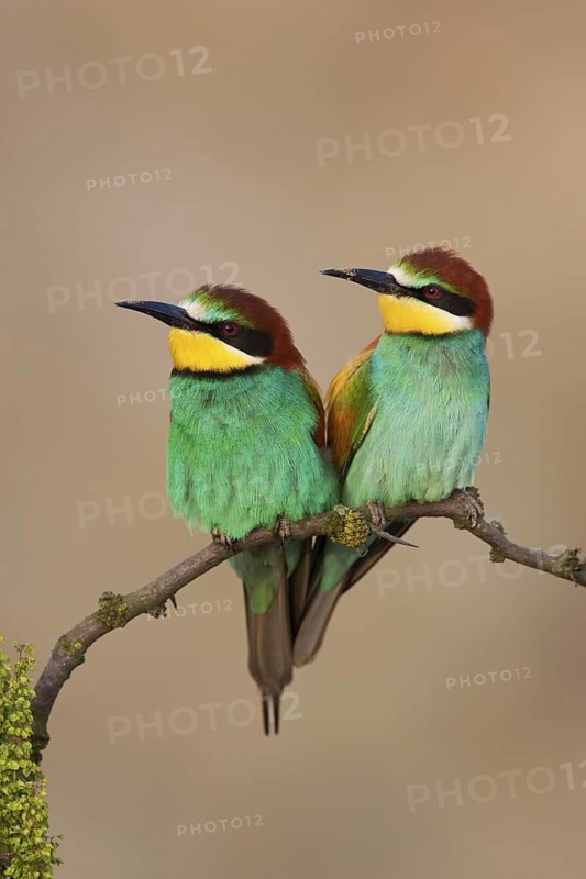 European Bee-eater (Merops apiaster) pair, Lake Neusiedl, Austria