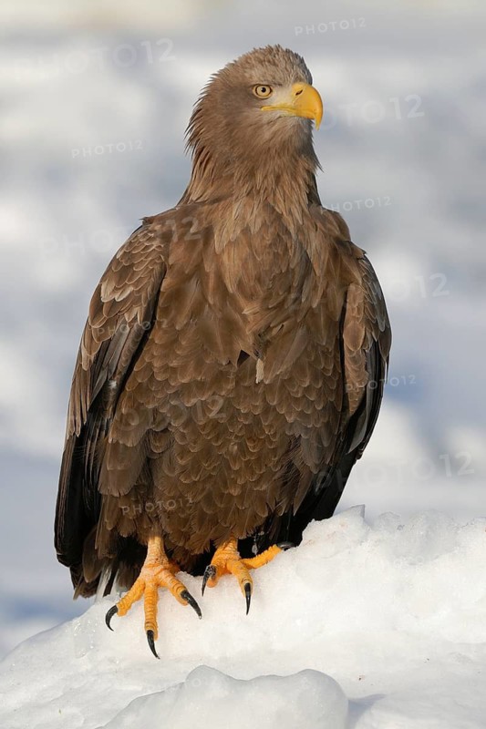 White-tailed Eagle (Haliaeetus albicilla), Hokkaido, Japan