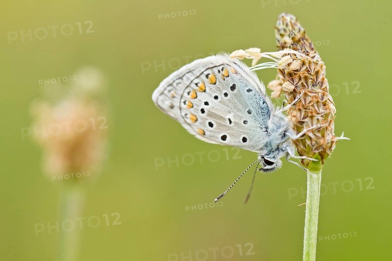 Common Blue (Polyommatus icarus), perched on grass, Galicia, Spain