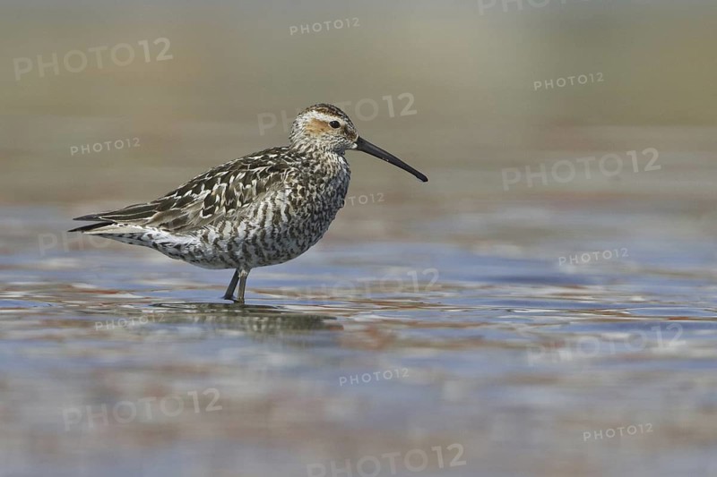 Stilt Sandpiper (Calidris himantopus), Manitoba, Canada