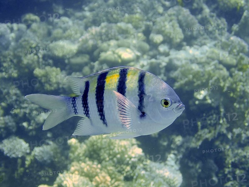Indo-Pacific sergeant (Abudefduf vaigiensis)