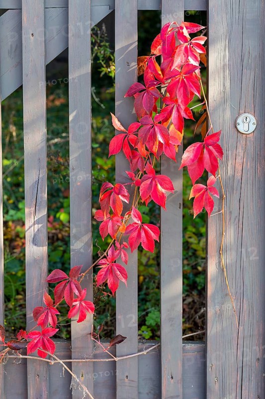 The leaves of the Parthenocissus inserta (Parthenocissus inserta) glow red in autumn, tendrils on a wooden fence, Saxony, Germany