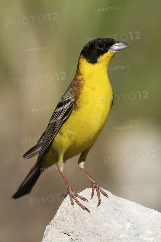 Black-headed Bunting (Emberiza melanocephala) male, Cyprus
