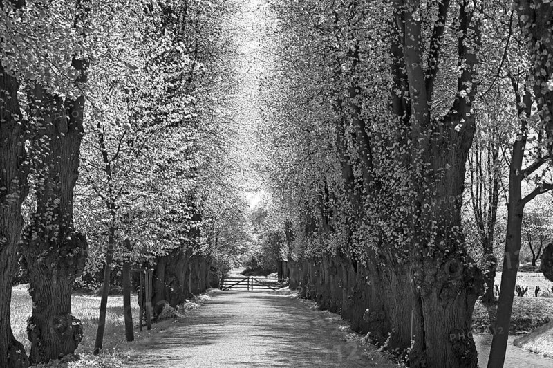 Linden avenue (Tilia platyphyllos) in spring, black and white, Mecklenburg-Vorpommern, Germany