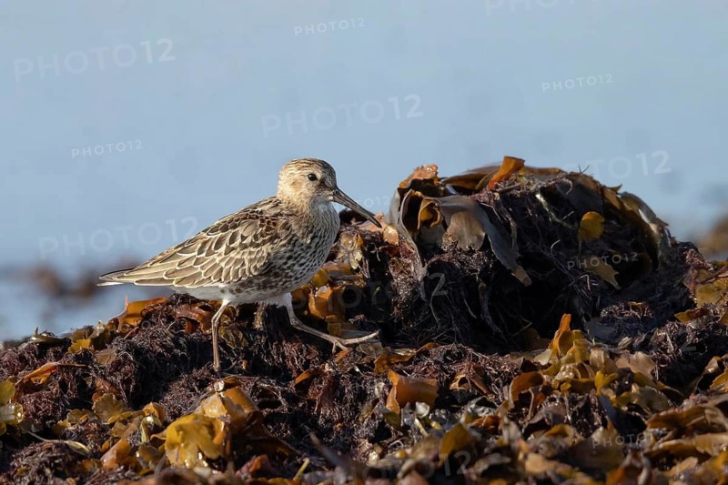 Dunlin (Calidris alpina) foraging, Smaland, Sweden