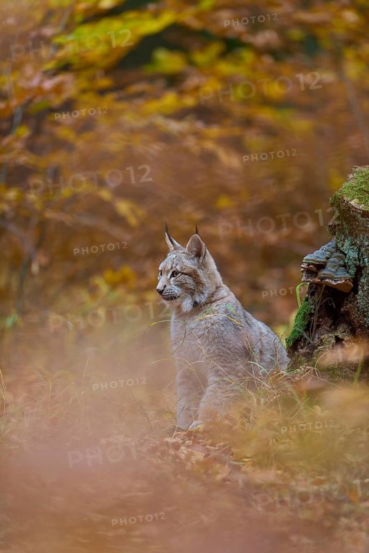 Eurasian lynx (Lynx lynx), in forest at autumn
