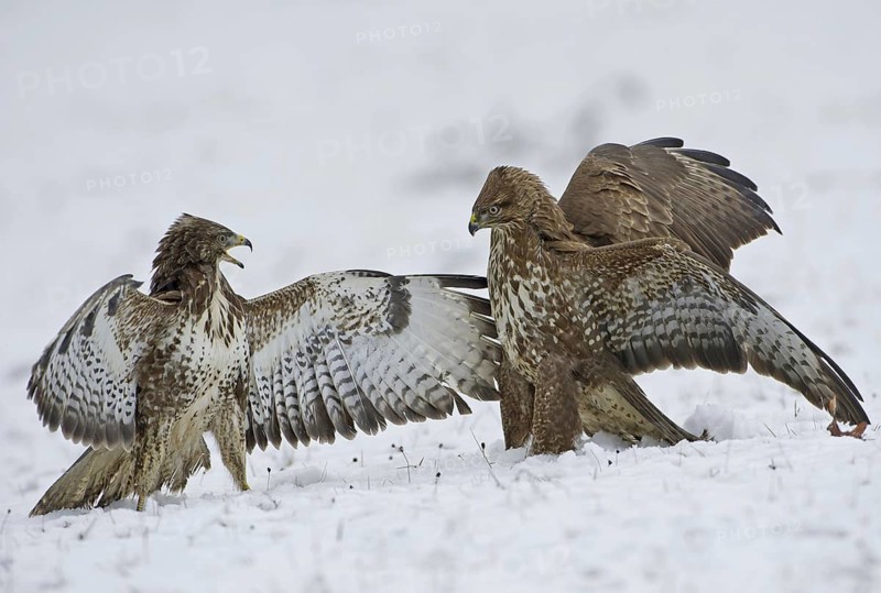 Common Buzzard (Buteo buteo) flying, Saxony, Germany
