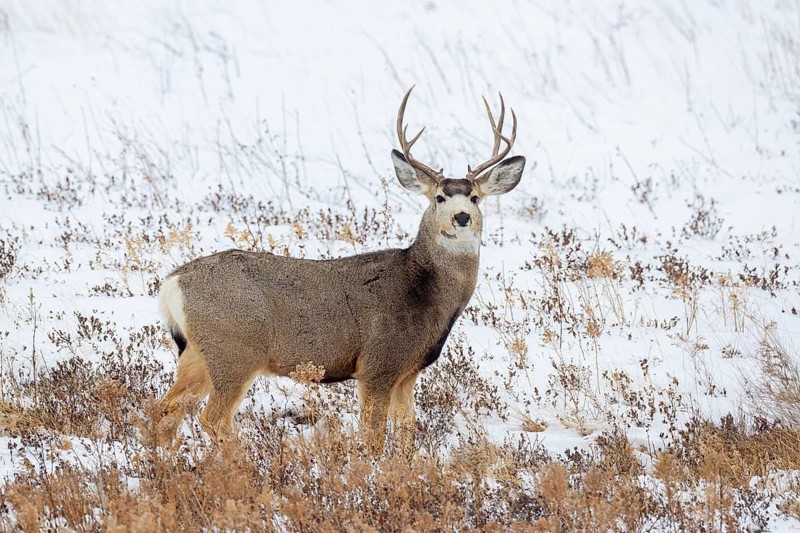 Rocky Mountain mule deer (Odocoileus hemionus) buck foraging on snow covered prairie in winter, Saskatchewan in Western Canada