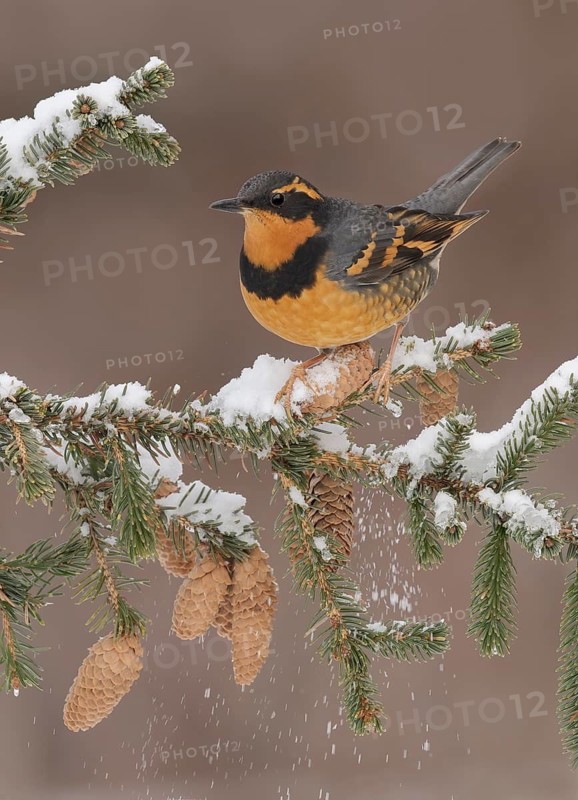 Varied Thrush (Ixoreus naevius) perched on a snowy branch, Alaska, USA