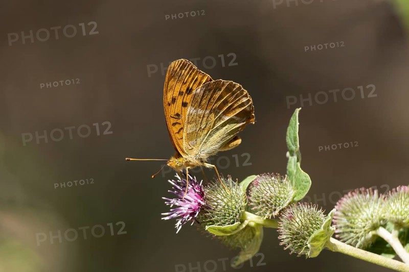 Silver-washed fritillary butterfly (Argynnis paphia) adult insect feeding on a Burdock flower in summer, RSPB Minsmere nature reserve, Suffolk, England, United Kingdom