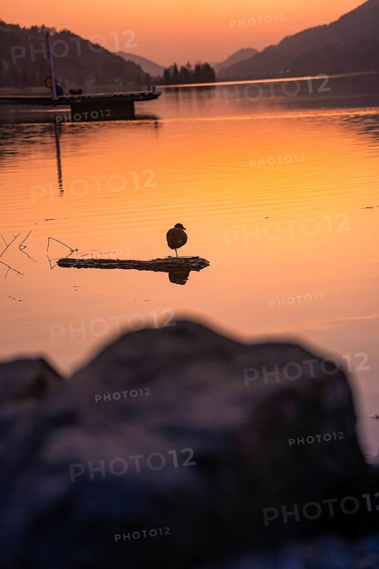 Duck on a branch reflected in a quiet lake at sunset, Großer Alpsee, Immenstadt im Allgäu, Bavaria, Germany