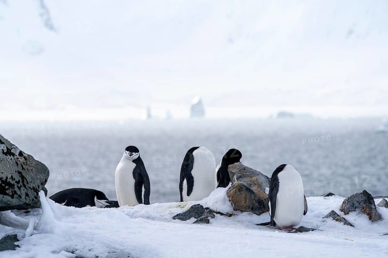 Chinstrap penguins (Pygoscelis antarctica), group resting on snow-covered rocks on the shore, icebergs in the background, Zed Islands, Palmer Archipelago, Antarctica
