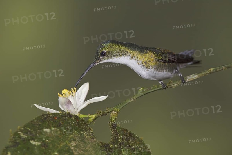 Andean Emerald (Amazilia franciae), Ecuador