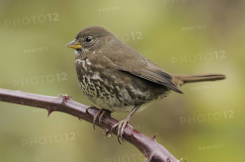 Sooty Fox Sparrow (Passerella unalaschcensis), British Columbia, Canada