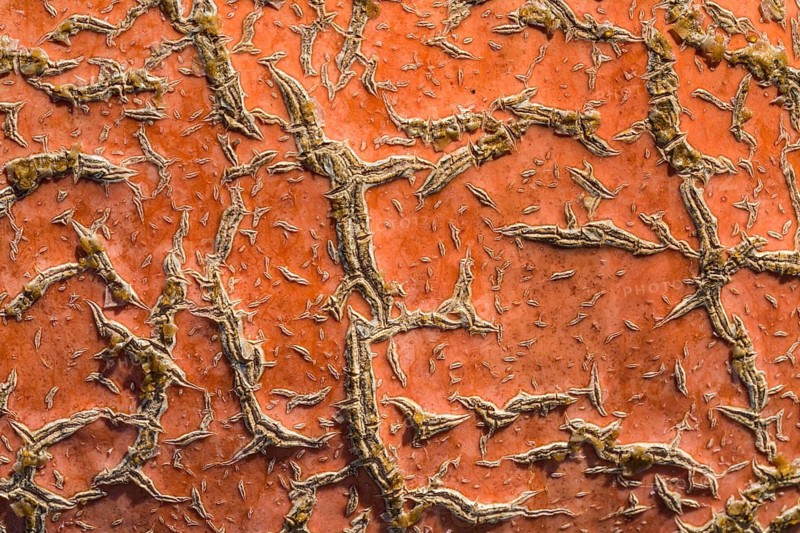 Detail of a pumpkin