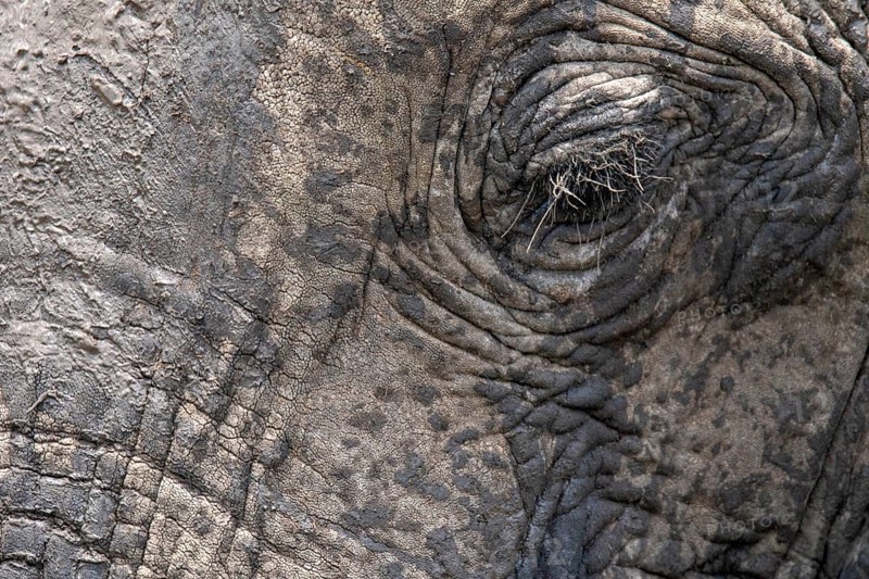 A detailed close-up of an elephant's eye showcasing the texture and wrinkles of its skin. Captured in the Masai Mara, Kenya, highlighting the majesty of wildlife safaris