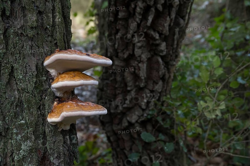 Close-up of bracket fungi growing on a tree trunk in a forest setting, showcasing vibrant textures and colors. The background features other trees and soft foliage