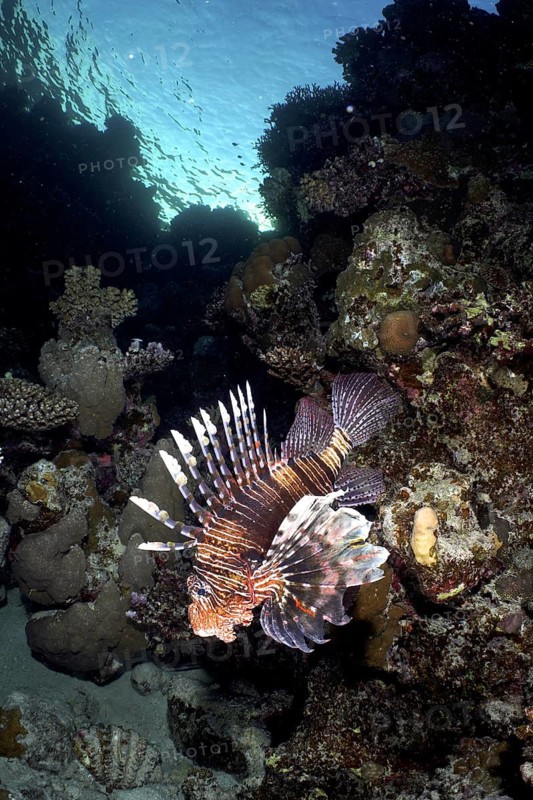 Common lionfish (Pterois miles)