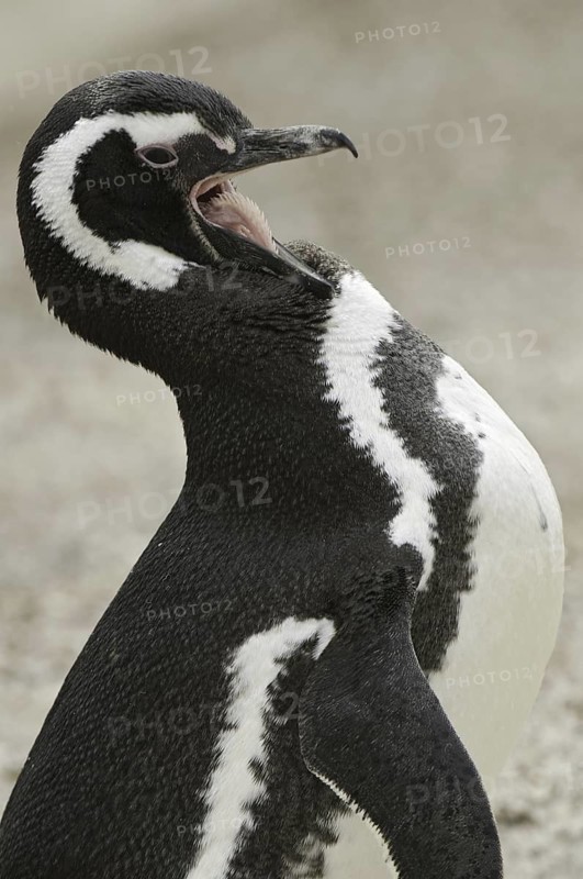 Magellanic Penguin (Spheniscus magellanicus), Falkland Islands