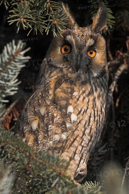 Long-eared Owl (Asio otus)
