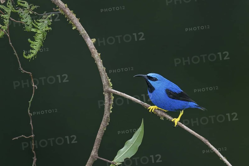 Shining Honeycreeper (Cyanerpes lucidus) male, Costa Rica