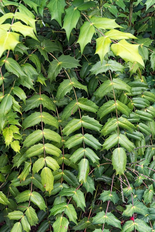 Japanese holly-grape (Mahonia japonica 'Hivernant'), Oberdieck-Garten, Germany