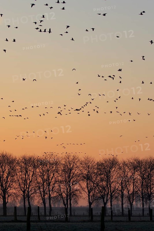 Greater White-fronted Goose (Anser albifrons) flock flying, North Rhine-Westphalia, Germany