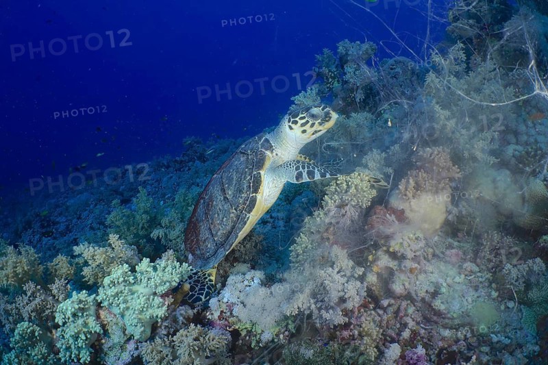 Hawksbill sea turtle (Pterois miles)