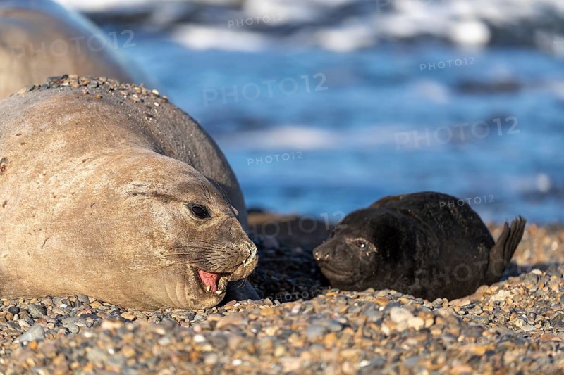 Southern elephant seal (Mirounga leonina), female with open mouth next to juvenile on pebble beach, coast off Punta Ninfas, Valdés Peninsula, Chubut, Argentina