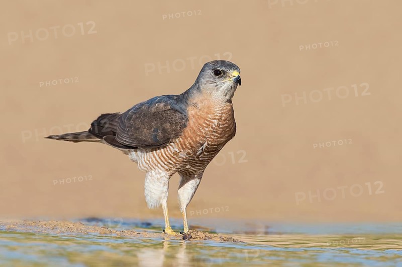 Levant Sparrowhawk (Accipiter brevipes) male, Eilat, Israel