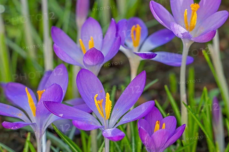 Woodland crocuses / early crocus / Tommasini's crocuses / tommies (Crocus tommasinianus) in flower in garden in winter
