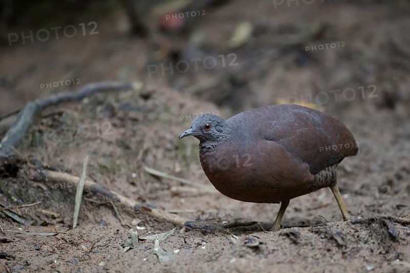 Brown Tinamou (Crypturellus obsoletus), Atlantic rainforest, Brazil
