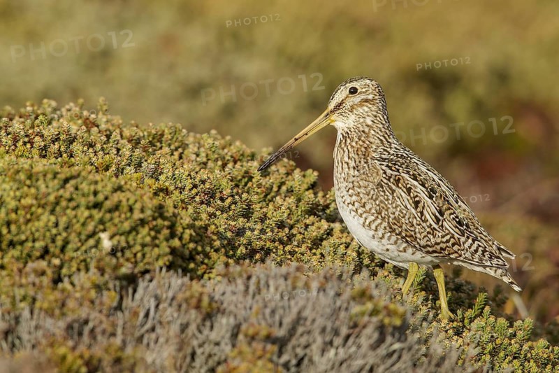 Magellanic Snipe (Gallinago magellanica magellanica) on the ground in the Falkland Islands