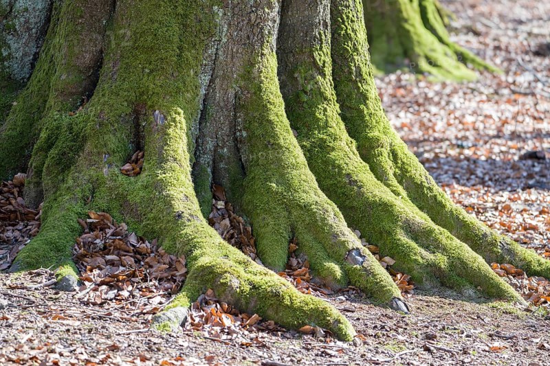 Details, Primeval forest Urwald Sababurg, Hofgeismar, Weser Uplands, Weserbergland, Hesse, Germany