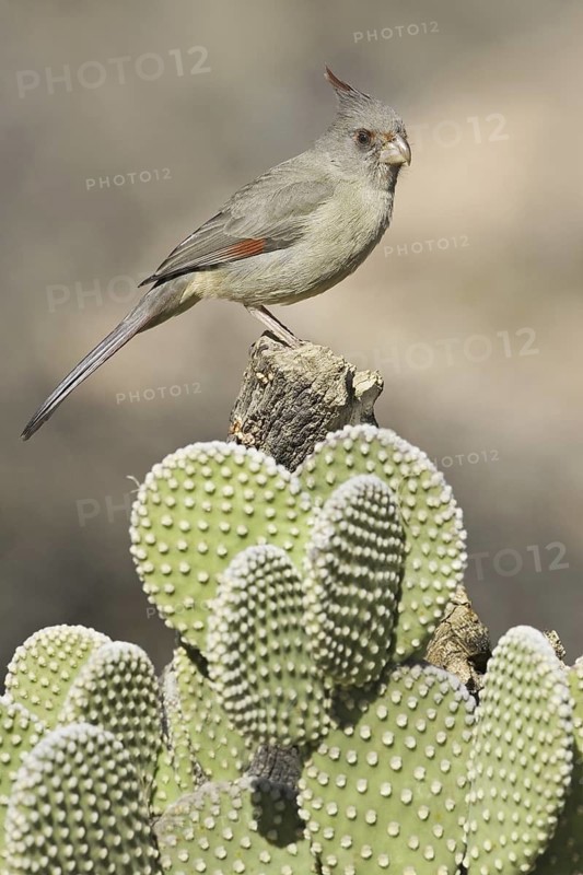 Pyrrhuloxia (Cardinalis sinuatus) female, Arizona, USA